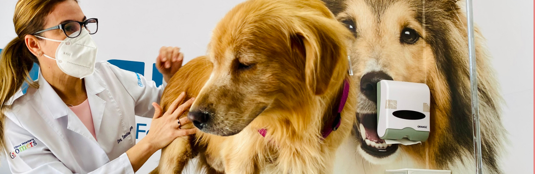 30% de dscto. en servicios para tu mascota