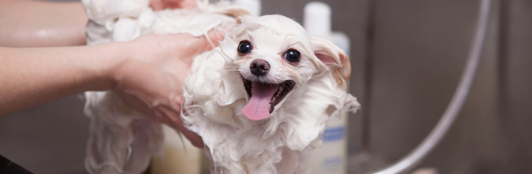 25% de dscto. en baños para perros